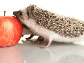 What to Do if Your Hedgehog Bites: Immediate Steps 69 What to Do if Your Hedgehog Bites: Immediate Steps