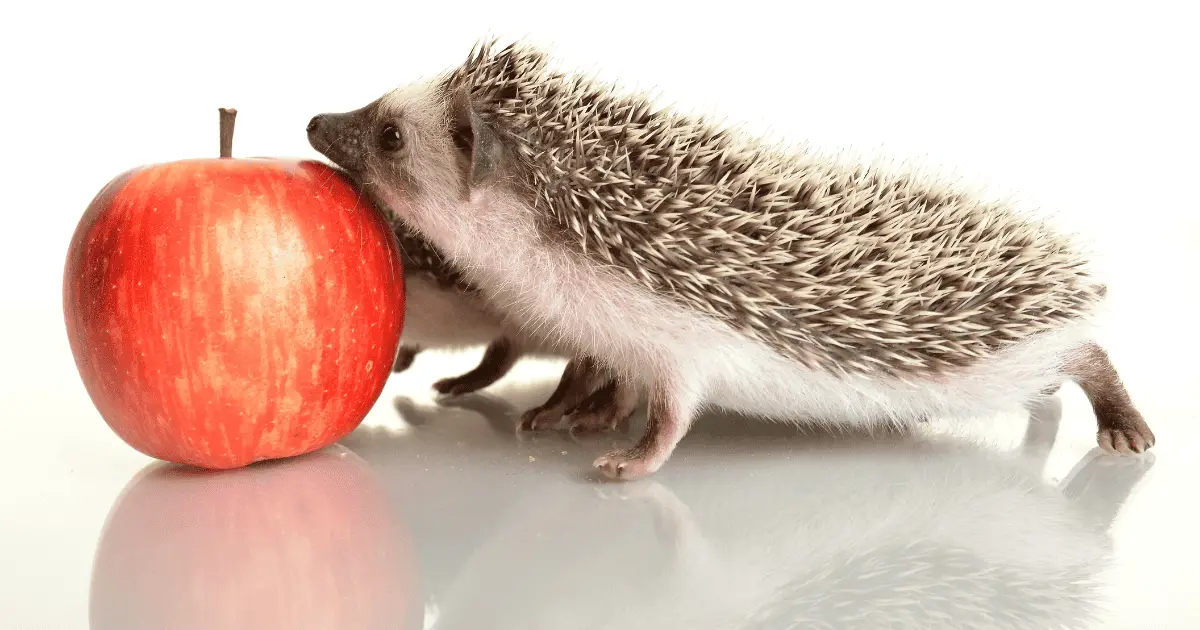 What to Do if Your Hedgehog Bites: Immediate Steps 25 What to Do if Your Hedgehog Bites: Immediate Steps