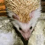 Understanding Hedgehog Behavior: Do They Bite