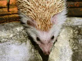 Understanding Hedgehog Behavior: Do They Bite 75 Understanding Hedgehog Behavior: Do They Bite