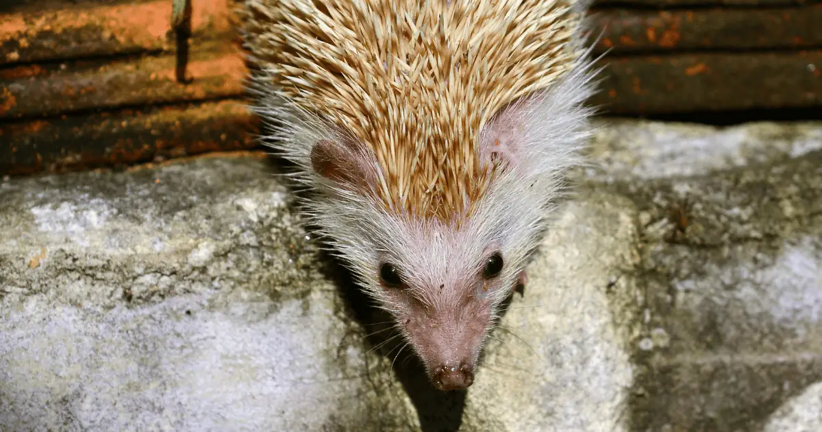 Understanding Hedgehog Behavior: Do They Bite 25 Understanding Hedgehog Behavior: Do They Bite