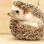 Why Ventilation Is Key in Hedgehog Cages