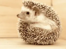 Why Ventilation Is Key in Hedgehog Cages