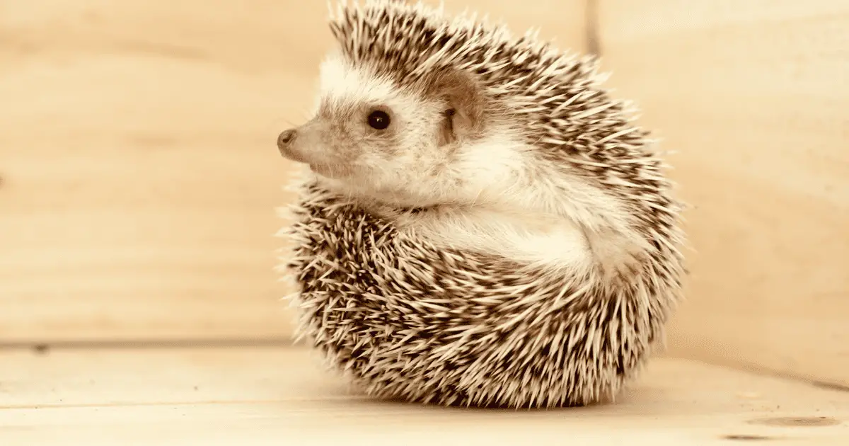 Why Ventilation Is Key in Hedgehog Cages 25 Why Ventilation Is Key in Hedgehog Cages