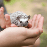 The Emotional Bond: Connecting With Your Hedgehog