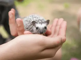 The Emotional Bond: Connecting With Your Hedgehog 63 The Emotional Bond: Connecting With Your Hedgehog