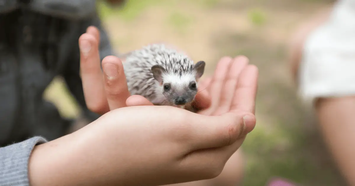 The Emotional Bond: Connecting With Your Hedgehog 25 The Emotional Bond: Connecting With Your Hedgehog