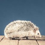 A Day in the Life of a Pet Hedgehog