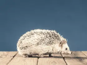 A Day in the Life of a Pet Hedgehog: What to Expect 75 A Day in the Life of a Pet Hedgehog