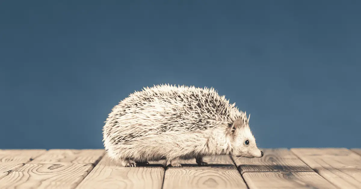 A Day in the Life of a Pet Hedgehog: What to Expect 25 A Day in the Life of a Pet Hedgehog