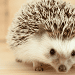 The Importance of Regular Nail Trimming in Hedgehogs