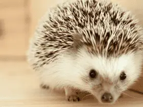 The Importance of Regular Nail Trimming in Hedgehogs