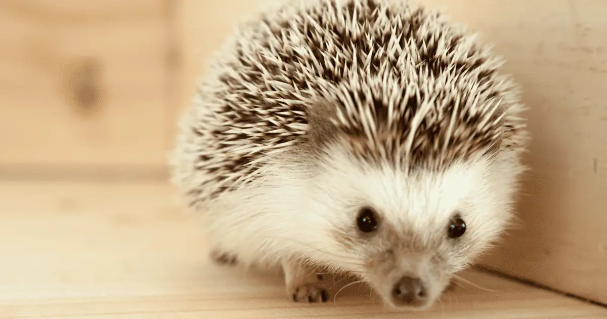 The Importance of Regular Nail Trimming in Hedgehogs 25 The Importance of Regular Nail Trimming in Hedgehogs