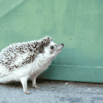 Why Interactive Play Is Essential for Your Hedgehog’s Health