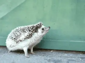 Why Interactive Play Is Essential for Your Hedgehog’s Health