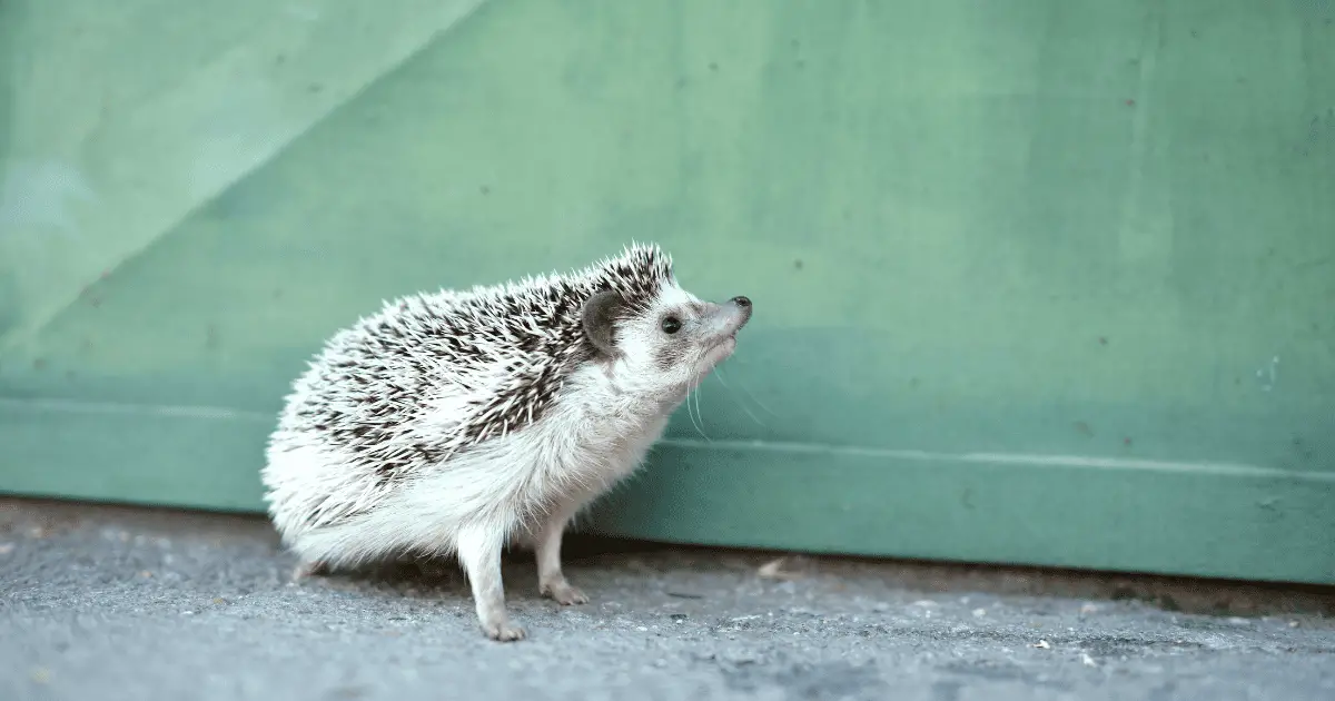 Why Interactive Play Is Essential for Your Hedgehog's Health 25 Why Interactive Play Is Essential for Your Hedgehog’s Health