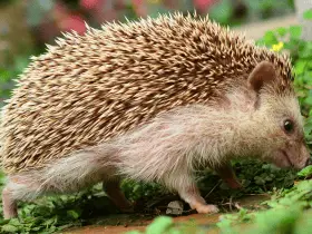 Supplements and Vitamins: Boosting Hedgehog Health 60 Supplements and Vitamins: Boosting Hedgehog Health