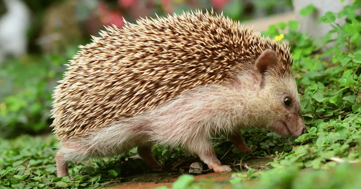 Supplements and Vitamins: Boosting Hedgehog Health 25 Supplements and Vitamins: Boosting Hedgehog Health