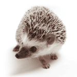 Nature’s Best: 15 Hedgehog Names Inspired by Flora and Fauna