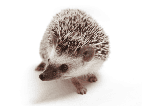 Nature’s Best: 15 Hedgehog Names Inspired by Flora and Fauna
