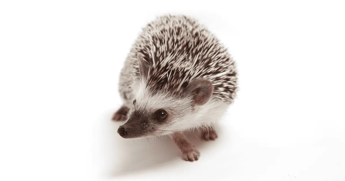Nature's Best: 15 Hedgehog Names Inspired by Flora and Fauna 25 Nature’s Best: 15 Hedgehog Names Inspired by Flora and Fauna