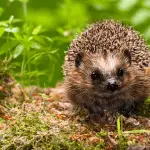 Addressing and Preventing Odor in Hedgehog Cages