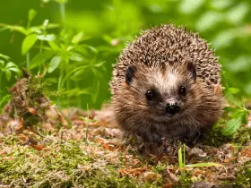 Addressing and Preventing Odor in Hedgehog Cages 78 Addressing and Preventing Odor in Hedgehog Cages