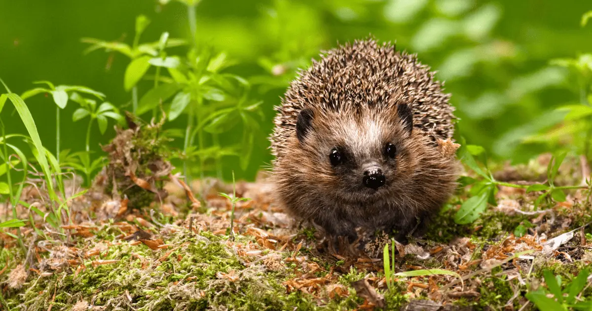 Addressing and Preventing Odor in Hedgehog Cages 25 Addressing and Preventing Odor in Hedgehog Cages