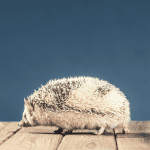 The Do’s and Don’ts of Playing With Your Pet Hedgehog