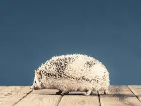 The Do’s and Don’ts of Playing With Your Pet Hedgehog