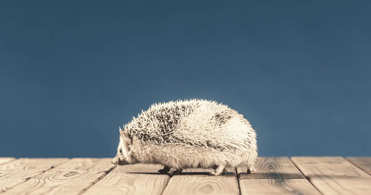 The Do's and Don'ts of Playing With Your Pet Hedgehog 25 The Do’s and Don’ts of Playing With Your Pet Hedgehog