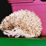 Recognizing Signs of Stress in Your Hedgehog