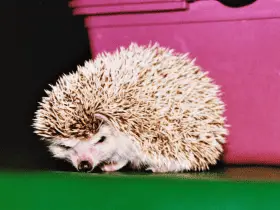 Recognizing Signs of Stress in Your Hedgehog 42 Recognizing Signs of Stress in Your Hedgehog