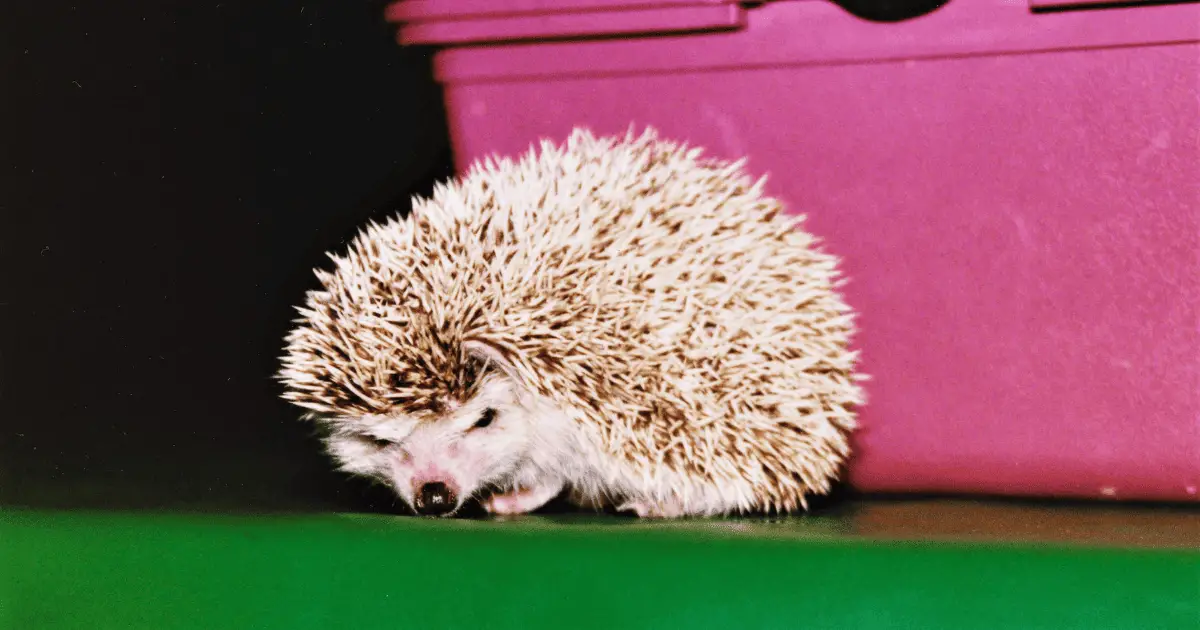 Recognizing Signs of Stress in Your Hedgehog 25 Recognizing Signs of Stress in Your Hedgehog