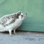 Are Hedgehogs Right for Your Household? Things to Consider