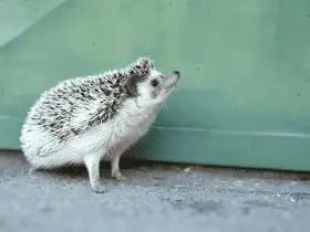 Are Hedgehogs Right for Your Household? Things to Consider 51 Are Hedgehogs Right for Your Household? Things to Consider