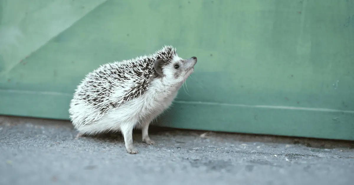 Are Hedgehogs Right for Your Household? Things to Consider 25 Are Hedgehogs Right for Your Household? Things to Consider