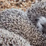 How to Ensure a Safe Environment for Your Hedgehog