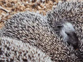 How to Ensure a Safe Environment for Your Hedgehog 27 How to Ensure a Safe Environment for Your Hedgehog