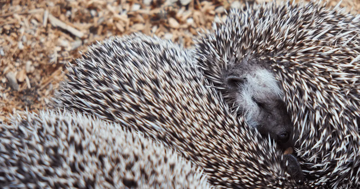 How to Ensure a Safe Environment for Your Hedgehog 25 How to Ensure a Safe Environment for Your Hedgehog