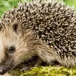 Do Hedgehogs Carry Diseases? Facts Vs. Fiction