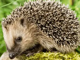 Do Hedgehogs Carry Diseases? Facts Vs. Fiction 57 Do Hedgehogs Carry Diseases? Facts Vs. Fiction