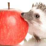 Fun Games to Play With Your Hedgehog at Home