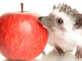 Fun Games to Play With Your Hedgehog at Home