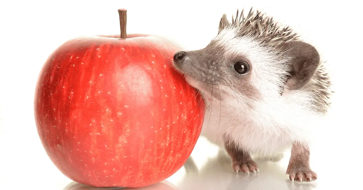 Fun Games to Play With Your Hedgehog at Home 25 Fun Games to Play With Your Hedgehog at Home