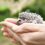 The Ultimate Hedgehog Pet Guide for New Owners