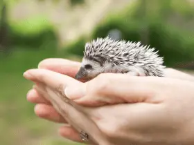 The Ultimate Hedgehog Pet Guide for New Owners 12 The Ultimate Hedgehog Pet Guide for New Owners