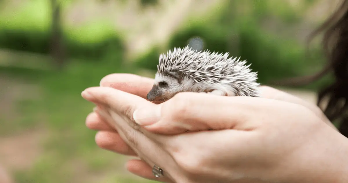The Ultimate Hedgehog Pet Guide for New Owners 25 The Ultimate Hedgehog Pet Guide for New Owners