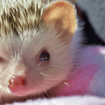Essential Things Every Prospective Hedgehog Owner Should Know