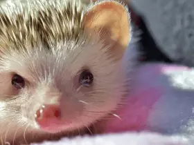 Essential Things Every Prospective Hedgehog Owner Should Know